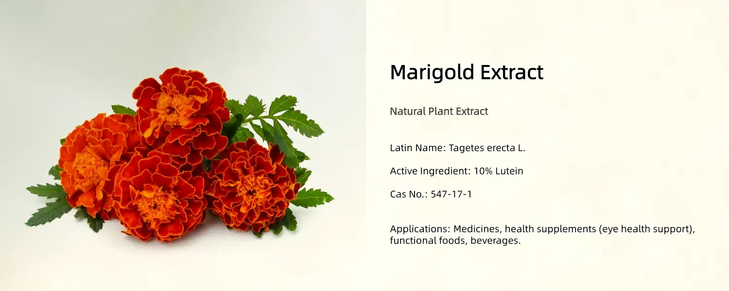 Marigold Extract Marigold Extract