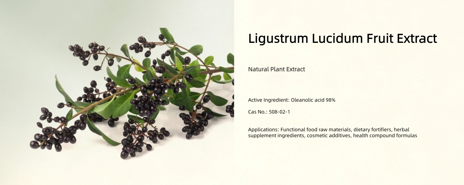 Ligustrum Lucidum Fruit Extract Ligustrum Lucidum Fruit Extract