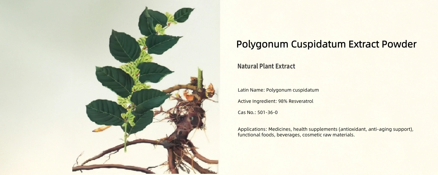 Polygonum Cuspidatum Extract Polygonum Cuspidatum Extract