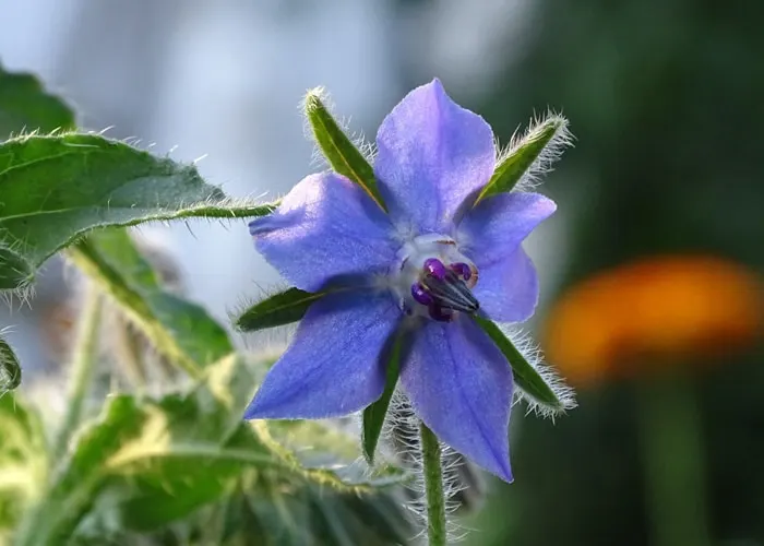 Microencapsulated Borage Oil Powder Microencapsulated Borage Oil Powder