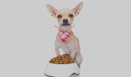 Animal Nutrition